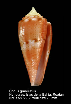 Conus granulatus.jpg - Conus granulatusLinnaeus,1758